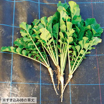 樂天商城 - ※12月下旬以降入荷予定緑肥用ダイコン種【　コブ減り大根　】1kg タキイ種苗