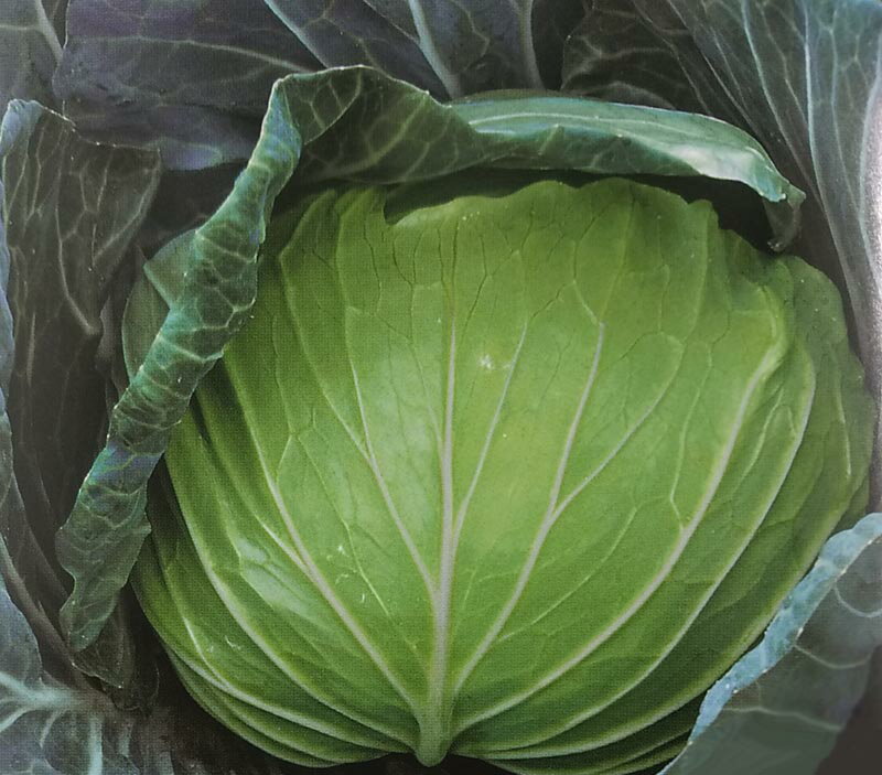 ※新種7月頃入荷予定〈小袋・3000粒・コート5000粒〉キャベツ種【　F1錦恋　】トーホク種苗