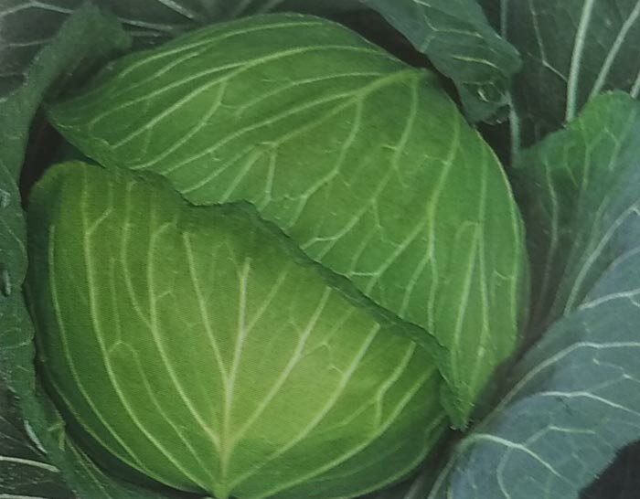 キャベツ種【 F1稜山2号 】コート種子 5000粒 (栽培用 種子 きゃべつ 甘藍 生産者向け トーホク)