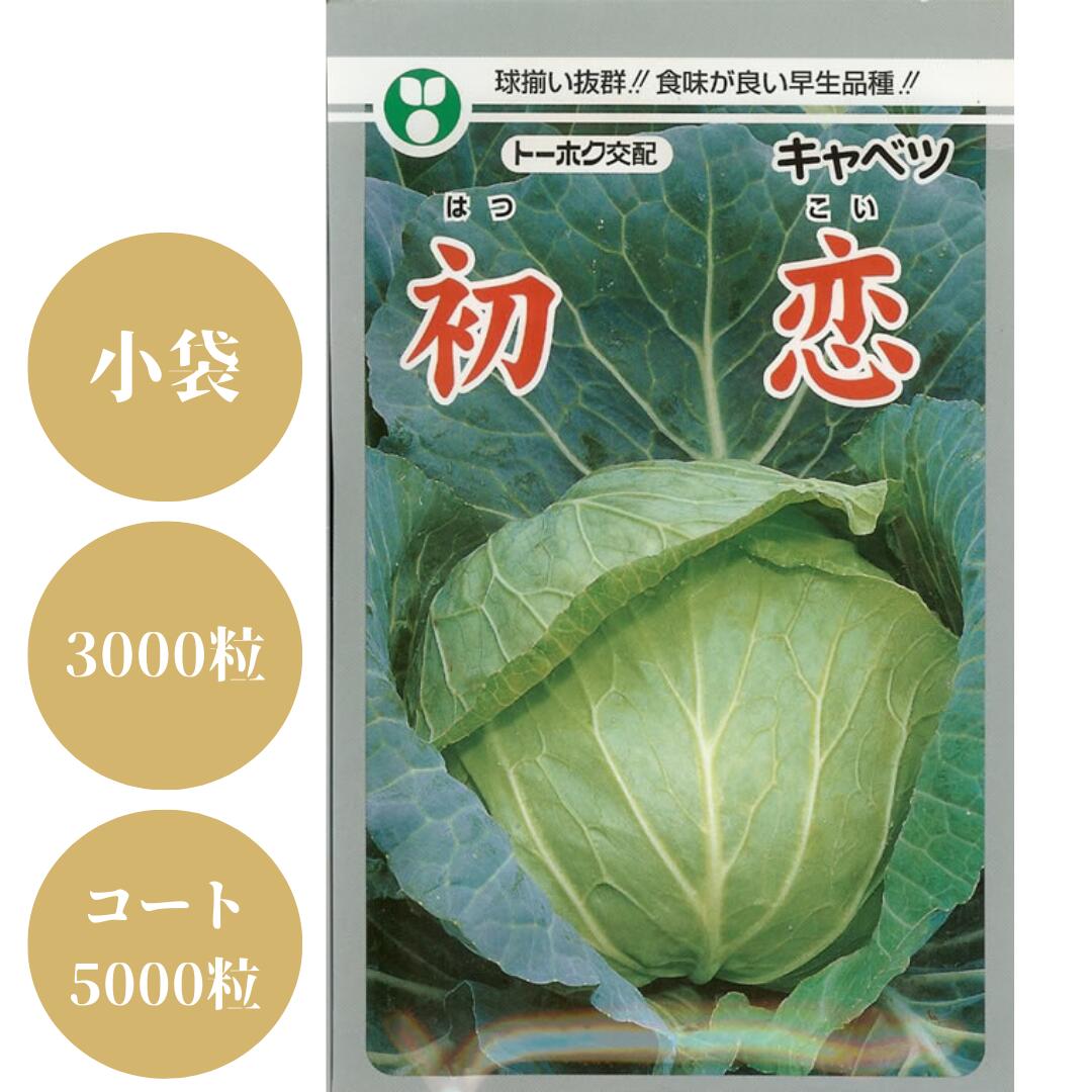 〈小袋・3000粒・コート5000粒〉キャベツ種【 F1初恋 】トーホク種苗 ※