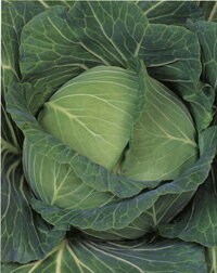 樂天商城 - キャベツ種【　YR晴信　】雪印種苗