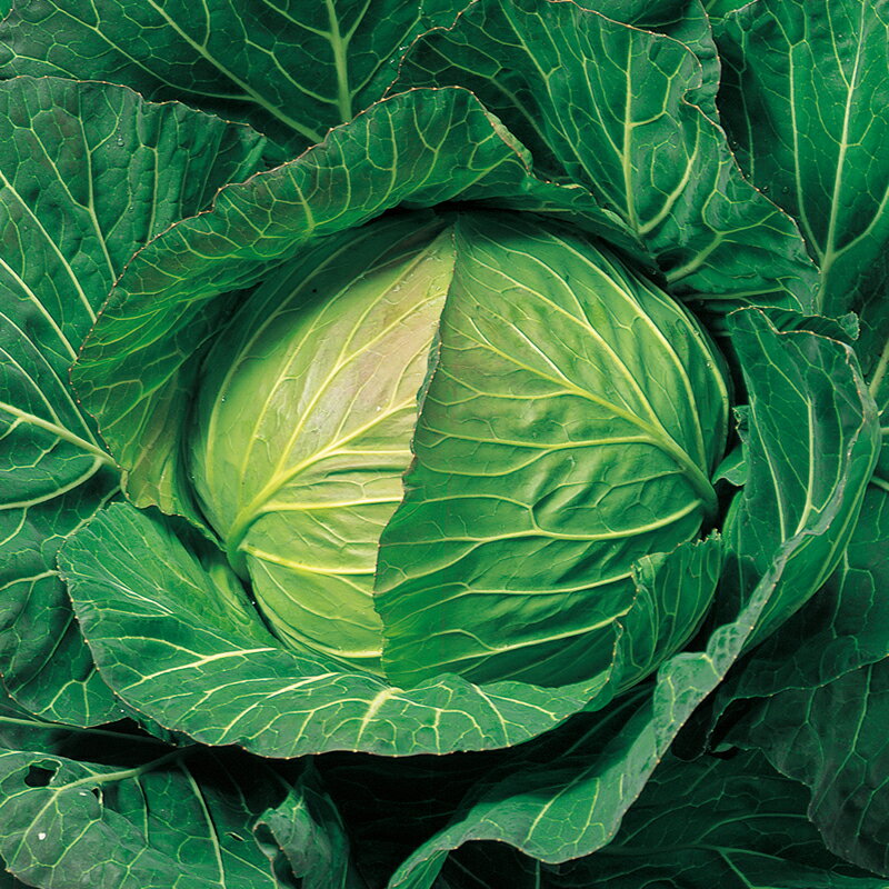 キャベツ種【　てるなみ甘藍　】中原採取場