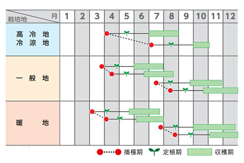 ケール種【　エステEX　】サカタのタネ