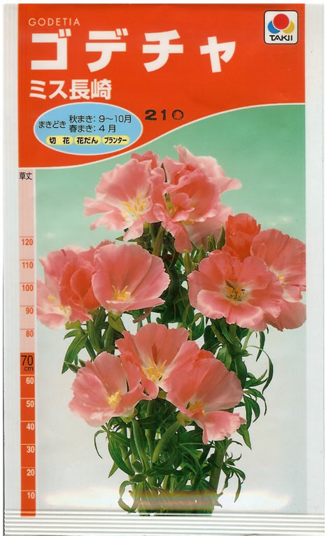 ゴデチャ種【　ミス長崎　】小袋 （栽培用 種子 花 福花園）