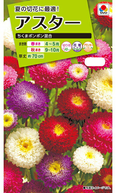 夏の切花に最適！ 【まきどき】 秋まき：9〜10月、春まき：4〜5月 切花・花壇・プランター 【特長】 草丈約70cm、花径3〜4cmのポンポン咲きで、 ドーム型に盛り上がって咲きます。 分枝力あ極めて旺盛な多花性種で、花の少ない夏の切花として 多く利用されています。■まきどき