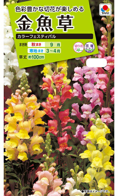 金魚草種【　カラーフェスティバル　】小袋 （栽培用 種子 花 タキイ）