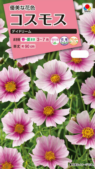 ★コスモス種 【 デイドリーム 】 小袋 （栽培用 種子 花 タキイ）のサムネイル