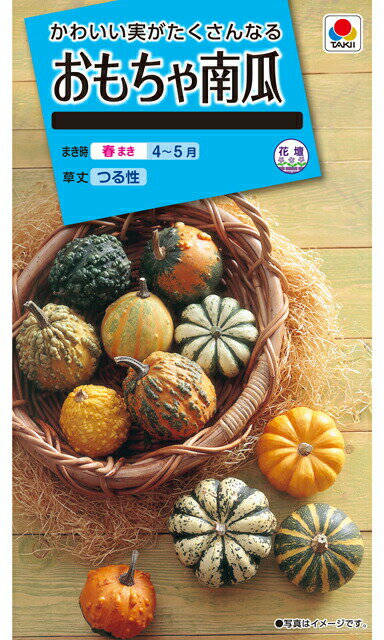 ★観賞用カボチャ種【　おもちゃ南瓜　】小袋 （栽培用 種子 かぼちゃ タキイ）のサムネイル