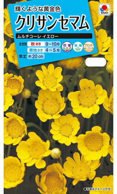 クリサンセマム種【　ムルチコーレ イエロー　】小袋 （栽培用 種子 花 タキイ）