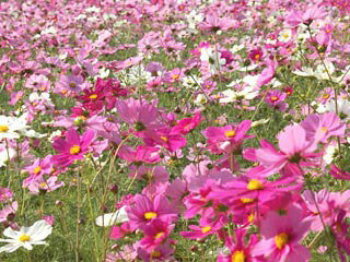 トーホク　花の種/種子　白花かすみ草　種 （追跡可能メール便発送　全国一律370円）00566