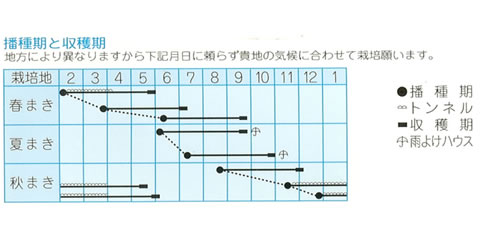 牛蒡 ゴボウ 栽培 種まき時期 秋冬 暇人主婦の家庭菜園 楽天ブログ