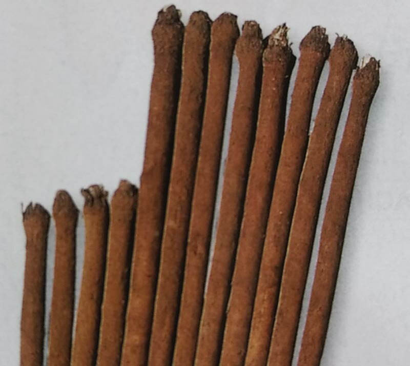 樂天商城 - ゴボウ種【　渡辺早生　】1dL （栽培用 種子 牛蒡 ごぼう 生産者向け タキイ）
