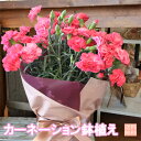 【カーネーション鉢】【送料無料】母の日＆遅れてごめんね 花 生花 カーネーション ピンク　赤 5号鉢 鉢花 母の日ギフト 2022