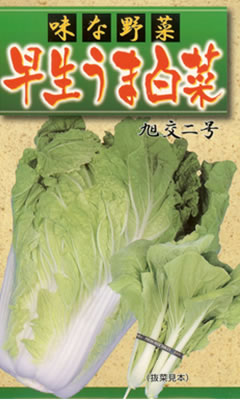 【特長】 播種後55〜60日で2.5kg位の早生白菜。秋蒔き・春蒔きとも結球しやすく味もよく、また抜菜用として作り易く周年栽培も可能で家庭菜園から、市場、直売所にもピッタリ。 【用途】 鍋料理、おひたし、浅漬け、吸い物みそ汁、うどんラーメンの具、八宝菜など、色々な料理に味付けし易くピッタンコ・・ 【栽培方法】 秋、春蒔きとも10m2当り2kgの化成肥料を元肥とし、畝を立て30cm間隔に3〜5粒蒔き本葉3〜5葉ぐらいに生育の健全な苗1本に間引きし土寄せします。なお秋蒔き栽培は結球が始まったら10m2当り500gほど追肥します。抜菜用の場合1m2当り1〜2握りの化成又は配合肥料を土によく混ぜ、条蒔きして適当な大きさで収穫できます。