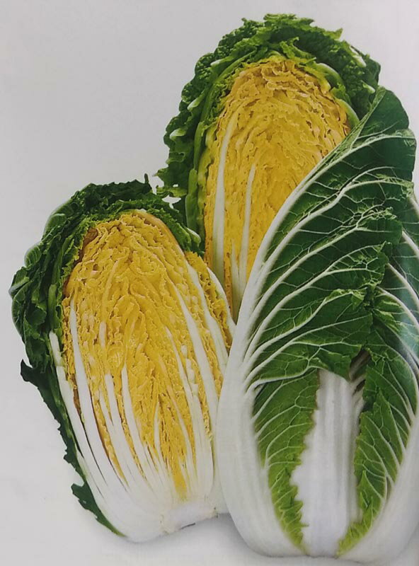 送料無料 日本 楽天市場】白菜 結福の通販 野菜