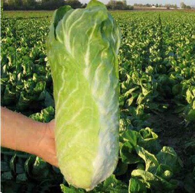 有機種子【　チコリ / トレビス / ライトグリーンボール / ウラナス　】小袋 （栽培用 種子 葉菜）