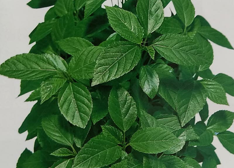 モロヘイヤ種【　モロヘイヤ　】20ml （栽培用 種子 もろへいや 健康野菜 トーホク）