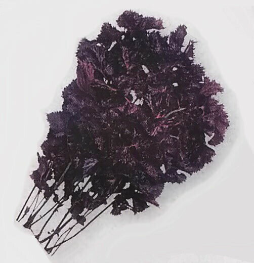 シソ種【　赤ちりめんシソ　】1dL （栽培用 種子 シソ 紫蘇 生産者向け タキイ）