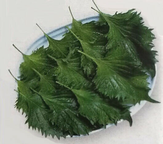 【11月下旬から発送予定】シソ種 タキイの青シソ （1dL）[栽培用 種子 シソ 紫蘇 大葉 生産者向け タキイ]のサムネイル