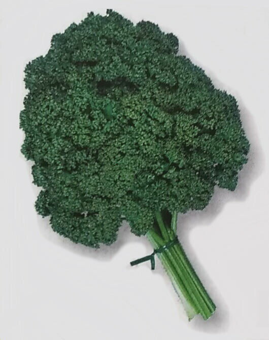 パセリ種【　カーリ・パラマウント　】20ml （栽培用 種子 香芹 生産者向け タキイ）（品種名：カーリ・パラマウント）