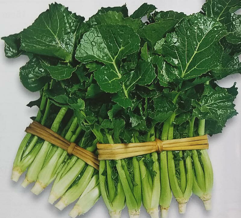 ツケナ種【 新晩生油菜 】2dL （栽培用 種子 アブラナ つけな 漬け菜 生産者向け トーホク）