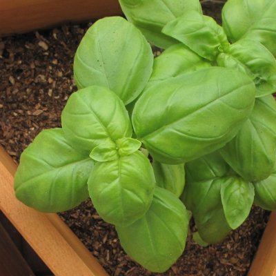 ��ͭ����ҡڡ��Х��� / �������ȥХ��롡�۾��� �ʺ����� ��� �ϡ��֤μ��