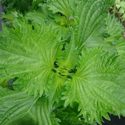 有機種子【　青しそ　】小袋 （栽培用 種子 シソ ハーブの種子）