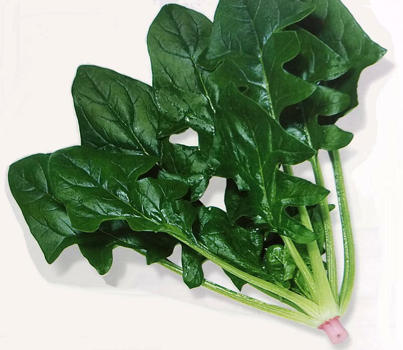 ホウレンソウ種【　F1改良日本　】1L （栽培用 種子 ほうれんそう ほうれん草 ホウレン草 法蓮草 直売..