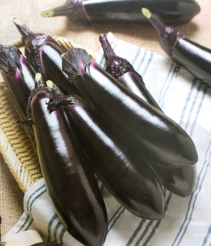 ※新種12月以降入荷予定ナス種【　PC筑陽　】タキイ種苗