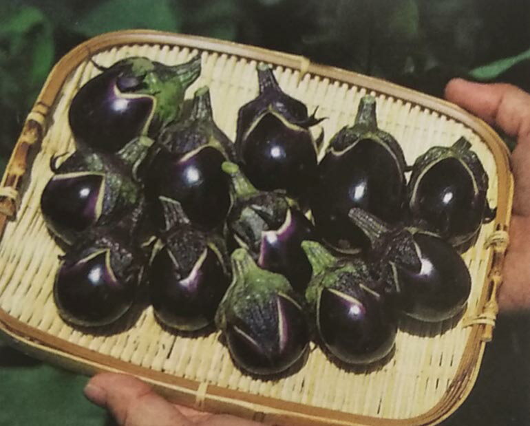 ※新種12月以降入荷予定ナス種【　うす皮味丸　】サカタのタネ