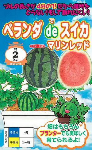 小袋・100粒 小玉スイカ種【 マリンレッド 】ナント種苗