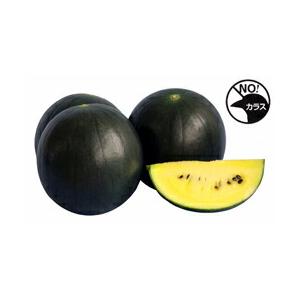 小玉スイカ種【　月娘　】ナント種苗