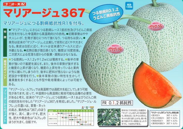 メロン種【　マリアージュ367　】ナント種苗