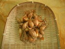 ネギ球根【 わけぎ 】1kg (ねぎ 分葱 ワケギ 栽培用)