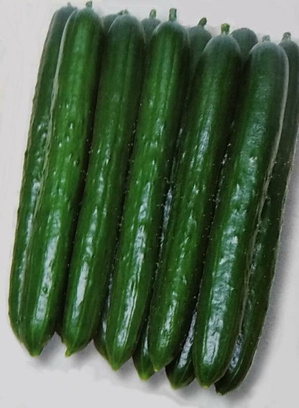 キュウリ種【　Vシャイン　】350粒 （栽培用 種子 きゅうり 胡瓜 タキイ）