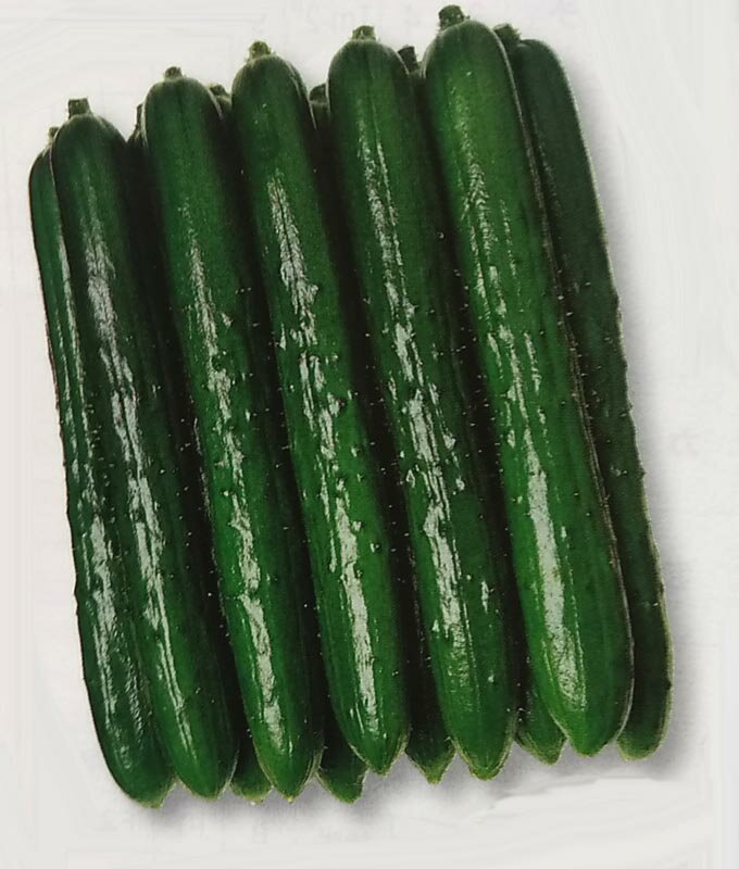 キュウリ種【　つや太郎　】350粒 （栽培用 種子 きゅうり 胡瓜 タキイ）