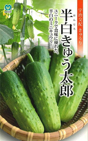 キュウリ種【　半白きゅう太郎　】（栽培用 種子 丸種 ）