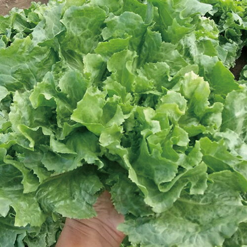 Rakuten - レタス種【　スカローラ　】（栽培用 種子 エンダイブ イタリア野菜　トキタ種苗）