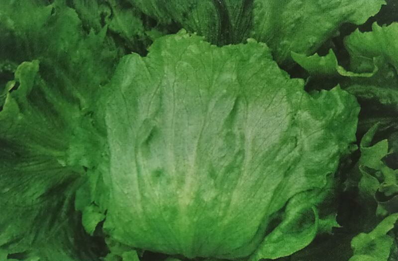 レタス種　シスコ　(GF小袋)[栽培用 種子 チシャ 苣 タキイ]