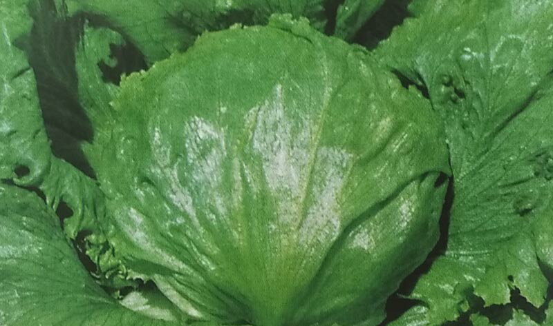 レタス種【　バークレー　】GF小袋 （栽培用 種子 チシャ 苣 タキイ）