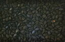 ゴマ種【 黒ごま 】タキイ種苗