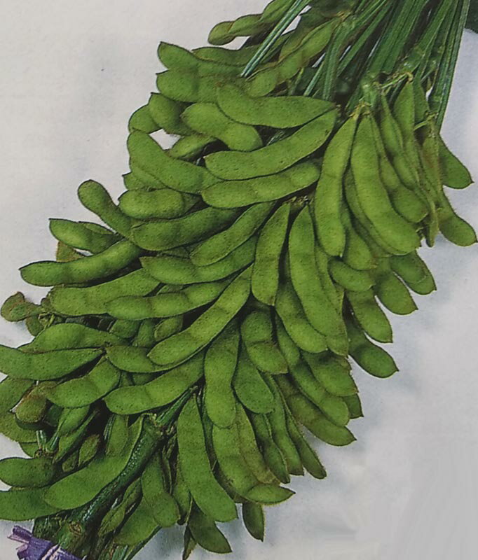 ߤĤΤ  Flower Trail㤨֢2025ǯ2ܰʹٸȯޥڡƤۥΥ͡פβǤʤ275ߤˤʤޤ