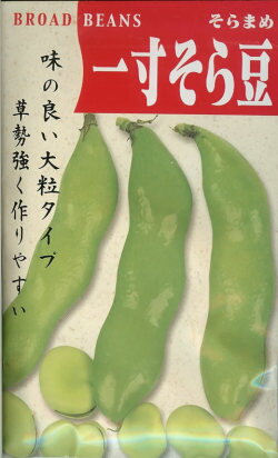 ソラマメ種一寸そら豆　（10粒）そらまめ　ソラマメ　空豆　蚕豆