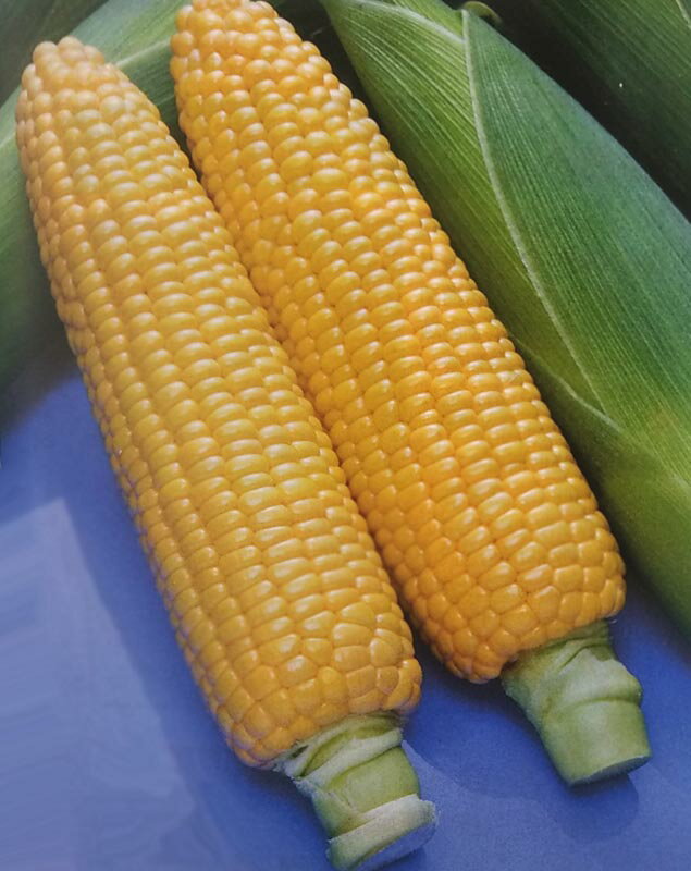 〈GF小袋・200粒・2000粒〉トウモロコシ種【　ほしつぶコーン　】タキイ種苗