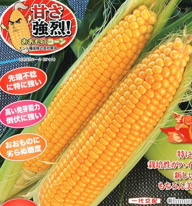 〈2000粒〉トウモロコシ種【　おおもの86ハイパー　】　ナント種苗