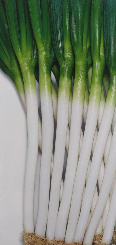 〈小袋・1dL・コート5000粒〉ネギ種【 F1羽生一本太 】トーホク種苗