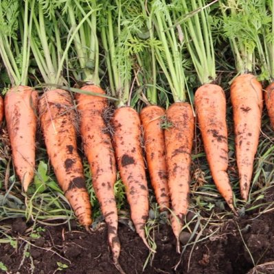 有機種子【　夏まき五寸ニンジン　】小袋 （栽培用 種子 根菜 人参 にんじん）