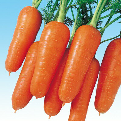 ニンジン種【　F1初あかね　】20ml （栽培用 種子 人参 にんじん 生産者向け 中原）