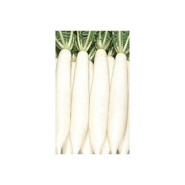 ダイコン種【　香漬の助　】2dL （栽培用 種子 だいこん 大根 トーホク）