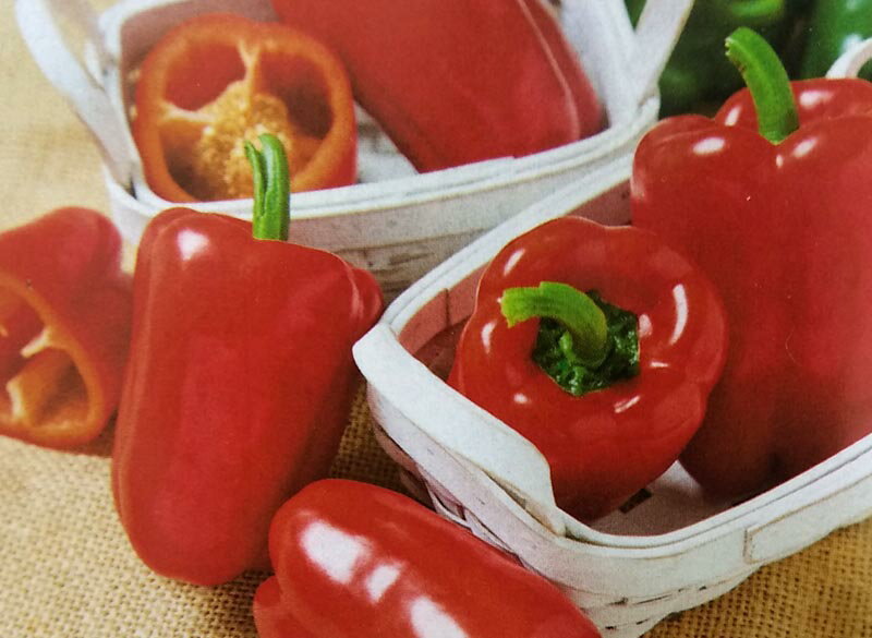 ※新種12月以降入荷予定パプリカ種【　フルーピーレッドEX　】タキイ種苗